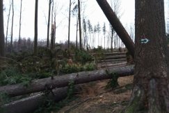 Gigantyczne straty. Koszmarny obraz po halnym