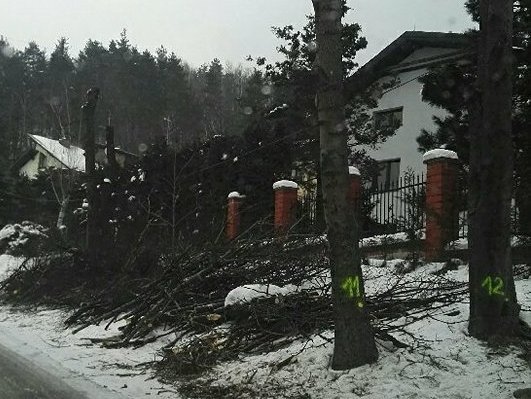 Specwycinka w Straconce. Tu była piękna aleja akacji
