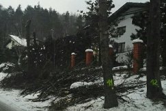 Specwycinka w Straconce. Tu była piękna aleja akacji