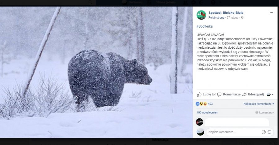 Niedźwiedź na Dębowcu? "To jakaś bzdura"