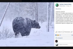 Niedźwiedź na Dębowcu? "To jakaś bzdura"