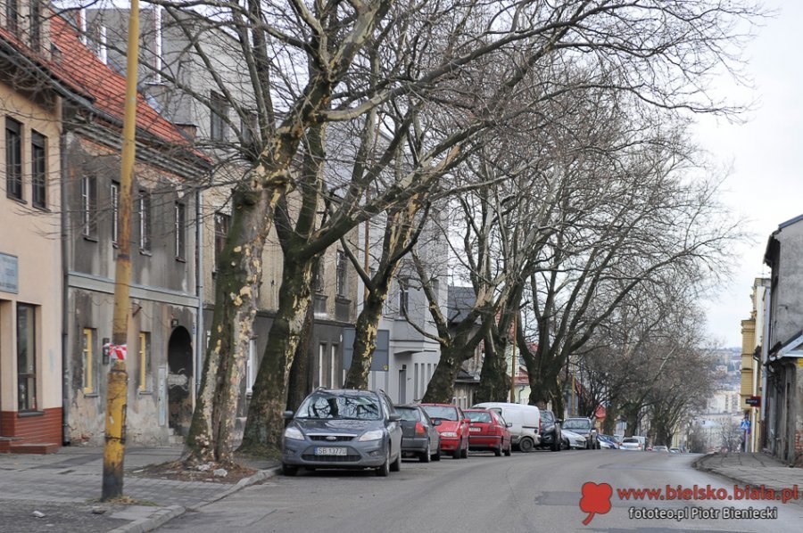 Drzewa przestaną być pomnikami. Czeka je wycinka