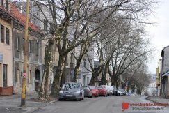 Drzewa przestaną być pomnikami. Czeka je wycinka