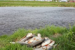 Wysokie stężenie substancji ropopochodnych w Żywcu