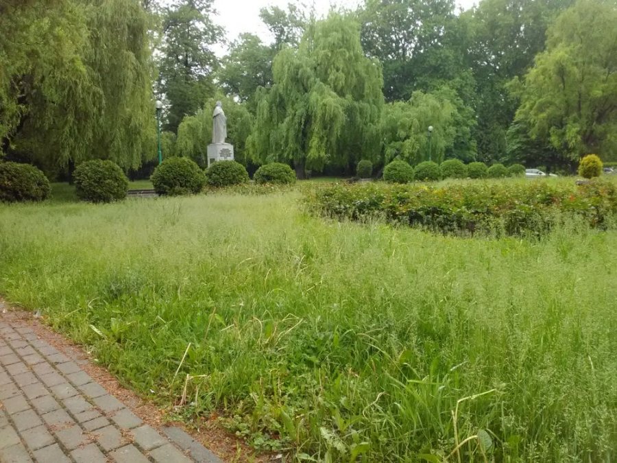 Trawa po kolana! Tak wygląda park w centrum miasta - foto