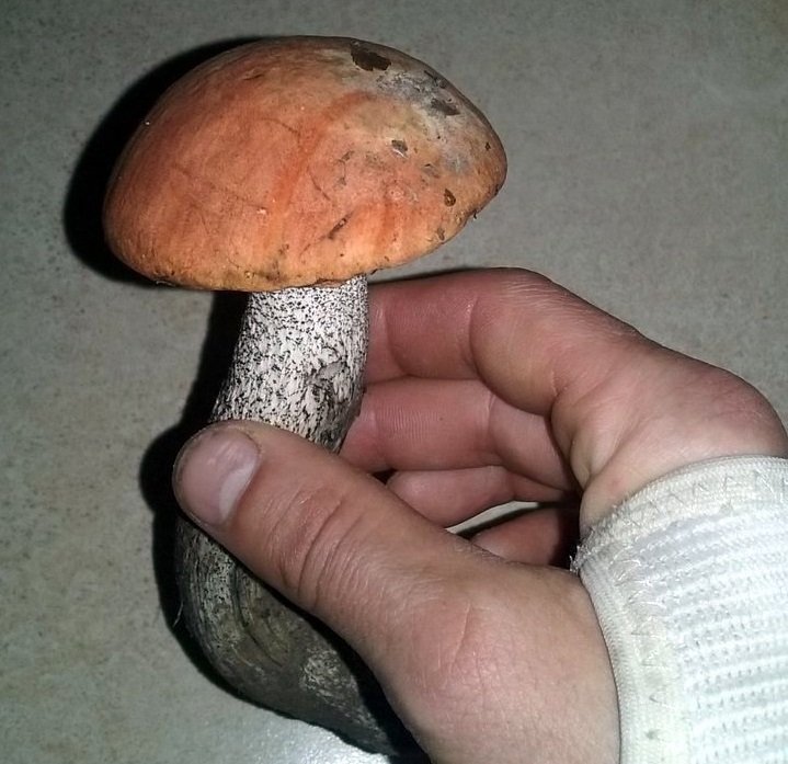Wysyp borowików i koźlarzy w Beskidach - foto