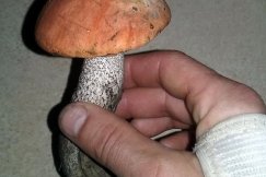 Wysyp borowików i koźlarzy w Beskidach - foto