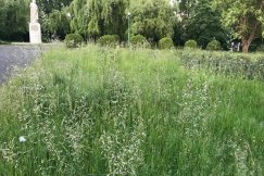 Miasto zarasta chwastami. Zapuszczone parki i skwery