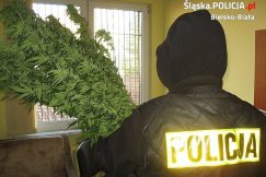 Osiedlowa uprawa konopi. Aż 250 krzaków przed blokiem!