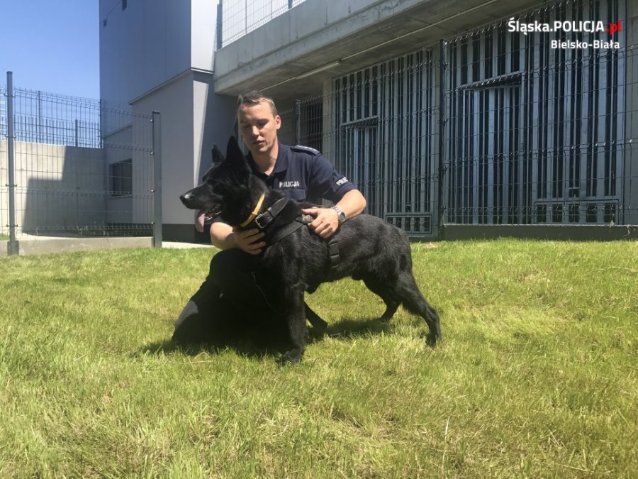 Nowy funkcjonariusz bielskiej policji. Ma cztery łapy i wabi się Dragon - foto