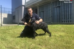 Nowy funkcjonariusz bielskiej policji. Ma cztery łapy i wabi się Dragon - foto