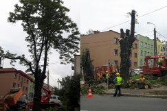 "Drzewo nie zostanie wycięte". Tyle po nim zostało