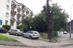 Tną jak leci. Kasztanowiec jednak pójdzie pod "topór" - foto