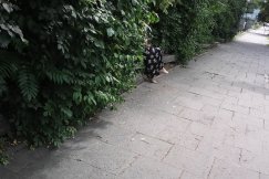 Śladami bialskiej perełki, czyli licha tablica w trawie