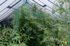 Konopie w szklarni. Policjanci zlikwidowali nielegalną plantację