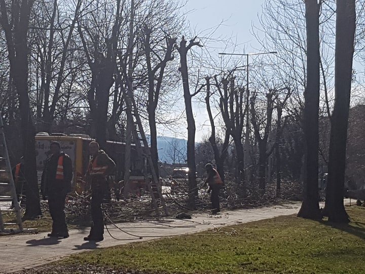 Cięcia drzew przy Piastowskiej. To tylko pielęgnacja! - foto