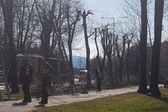 Cięcia drzew przy Piastowskiej. To tylko pielęgnacja! - foto