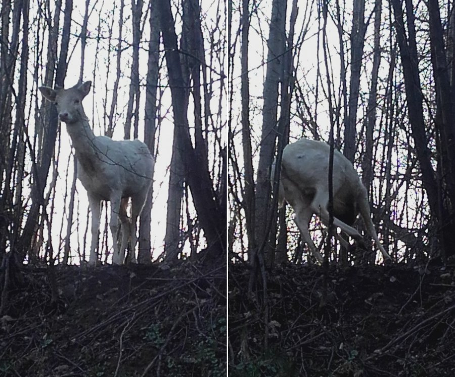 Jeleń albinos biega przy S1 w Komorowicach? Zagadka rozwiązana! - foto