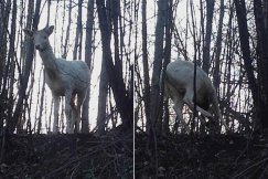 Jeleń albinos biega przy S1 w Komorowicach? Zagadka rozwiązana! - foto