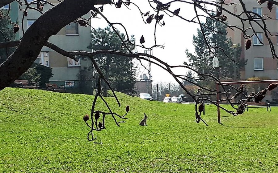 Zając na Złotych Łanach. Szaraki przeprowadzają się na osiedla? - foto