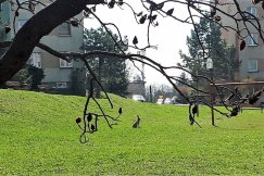 Zając na Złotych Łanach. Szaraki przeprowadzają się na osiedla? - foto