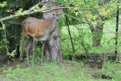 „Mysikrólik” w potrzebie. Zbiórka na karabinek do usypiania zwierząt