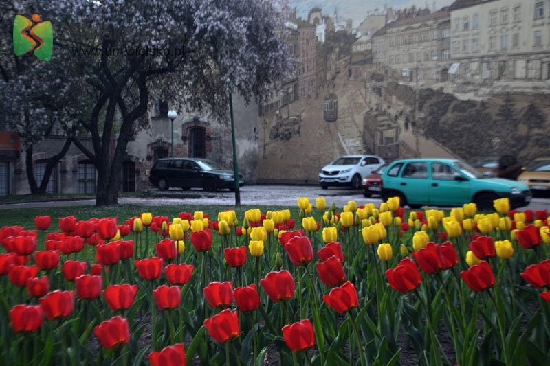 Bielsko-Biała pięknieje wiosną. Urzędnicy szykują kwietną niespodziankę! - foto