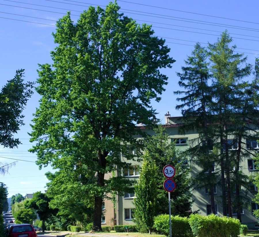 20-metrowy dąb do wycinki? W tym miejscu będą układać chodnik