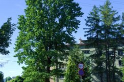 20-metrowy dąb do wycinki? W tym miejscu będą układać chodnik