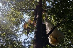 Wypadek paralotni na górze Żar. Pilot z pasażerem utknęli na drzewie - foto