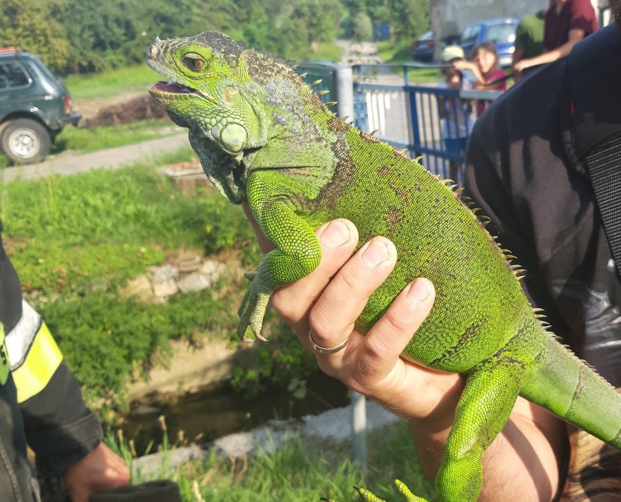 Nietypowa interwencja strażaków. Ściągali z drzewa... legwana - foto