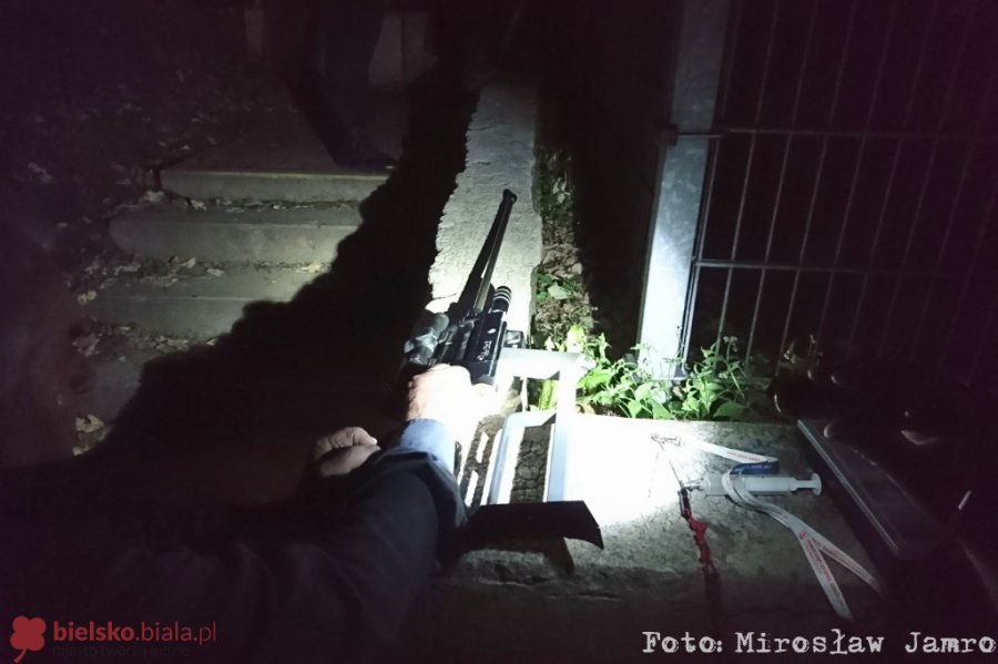Nocna obława na jelenia w środku miasta. Zwierzę wróciło do swego środowiska - ZDJĘCIA