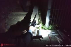 Nocna obława na jelenia w środku miasta. Zwierzę wróciło do swego środowiska - ZDJĘCIA