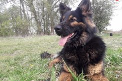 Poważny wypadek na Andersa. Policyjny pies wytropił uciekinierów - foto