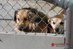 Prezentacja bezdomnych psów i kotów. Będzie możliwość adopcji