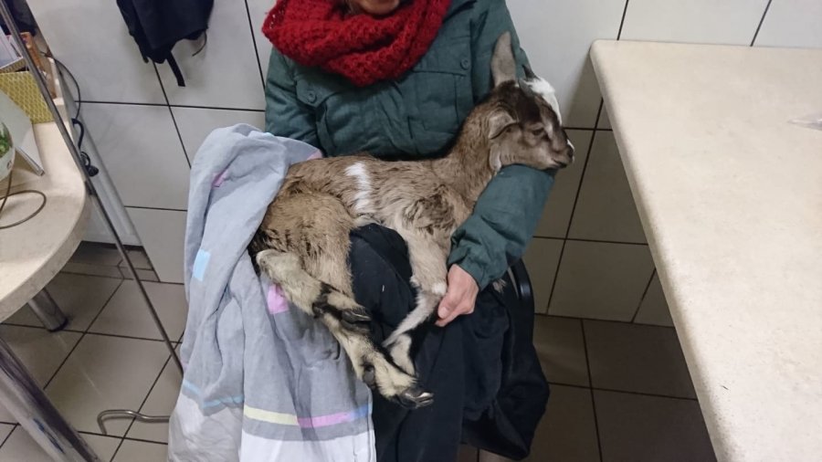Małą kozę znaleziono na śmietniku. Teraz szuka nowego domu - foto