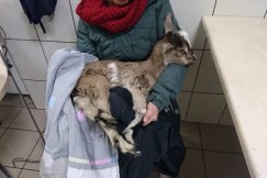 Małą kozę znaleziono na śmietniku. Teraz szuka nowego domu - foto