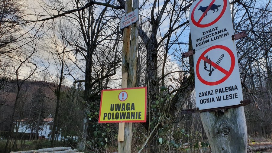 Polowanie na dziki na stokach Stefanki. Wszystko zgodnie z prawem