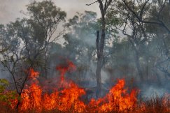 O trąbach powietrznych, które zieją ogniem. Apokalipsa w płonącej Australii