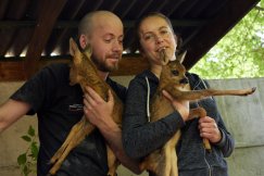 Każde zwierzę zasługuje na pomoc. Ale miasto nie pali się do współpracy