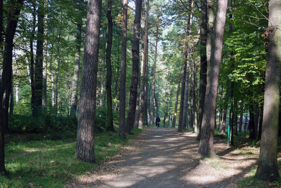 Pikniki w lesie? Bielska Straż Leśna poucza spacerowiczów