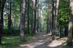 Pikniki w lesie? Bielska Straż Leśna poucza spacerowiczów