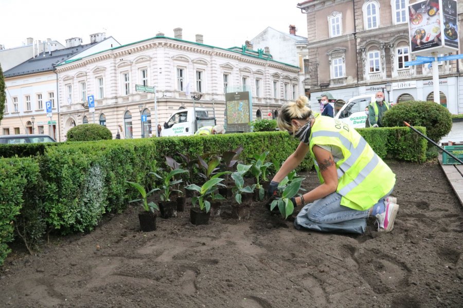 Nowe rośliny w centrum Bielska-Białej. Ogrodnicy obiecują niespodziankę - foto