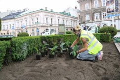 Nowe rośliny w centrum Bielska-Białej. Ogrodnicy obiecują niespodziankę - foto