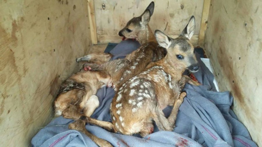Trzy sarenki ciężko ranne podczas koszenia. Konieczna była eutanazja - foto