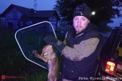 Lisia rodzina przechodziła przez ulicę. Młody lisek nie zdążył przed autem - film