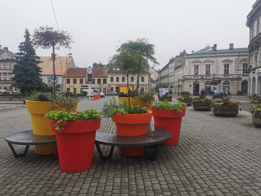 Zielona rewolucja na bielskich ulicach. Sadzą trzymetrowe klony palmowe! - foto