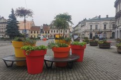 Zielona rewolucja na bielskich ulicach. Sadzą trzymetrowe klony palmowe! - foto