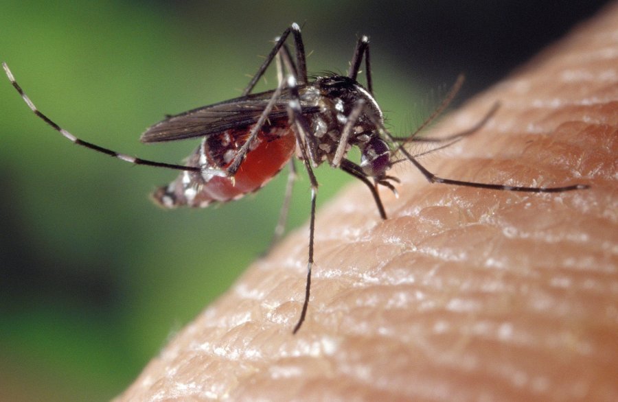Plaga komarów w Bielsku-Białej? Możliwa akcja „odkomarzania” miasta