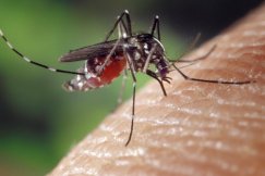 Plaga komarów w Bielsku-Białej? Możliwa akcja „odkomarzania” miasta